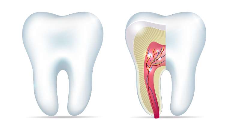A diagram of a tooth